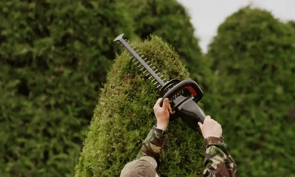 arbres dans un jardin entretenu