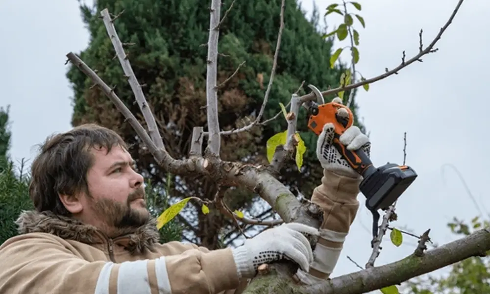 entretien d'arbres dans un jardin